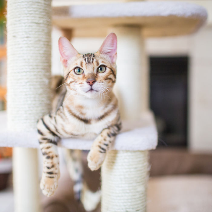 A rescued cat resting comfortably